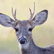 V3D6992 - Version 2 : NoteCard_Set_Q